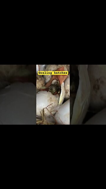 Gosling hatching in nest❤️ #pilgrimgeese #gosling