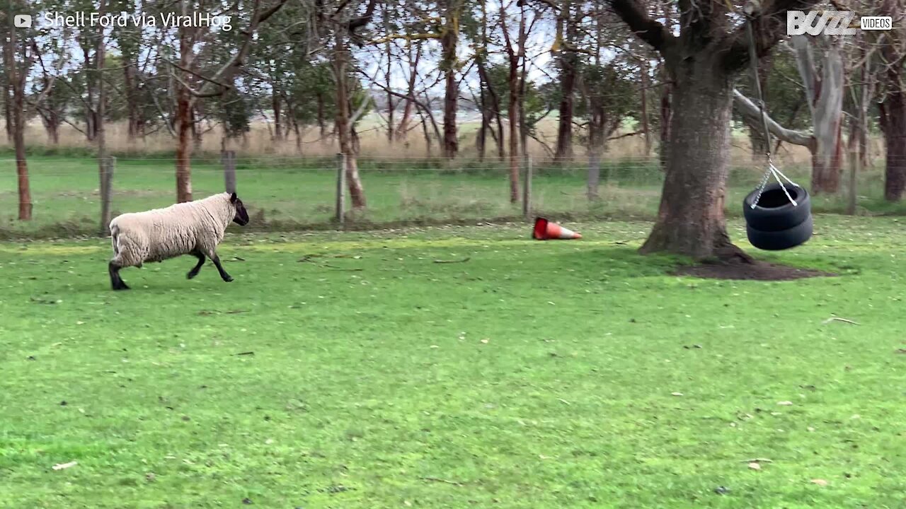 Sheep practices headbutt technique with new toy