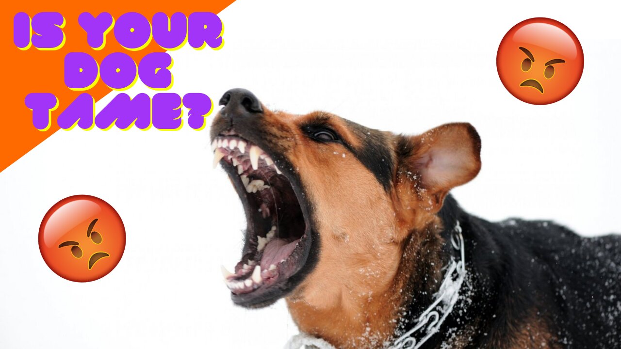 MAKING DOG SOFT TO BE PROTECTIVE DOG