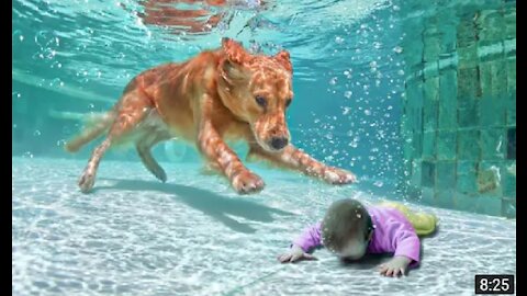 20 HERO 🐕🐈ANIMALS THAT SAVED HUMAN LIVES | Dogs Videos | #OfficialDeep13