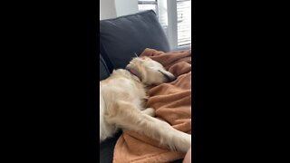 SUPER CUTE RETRIEVER NAPTIME