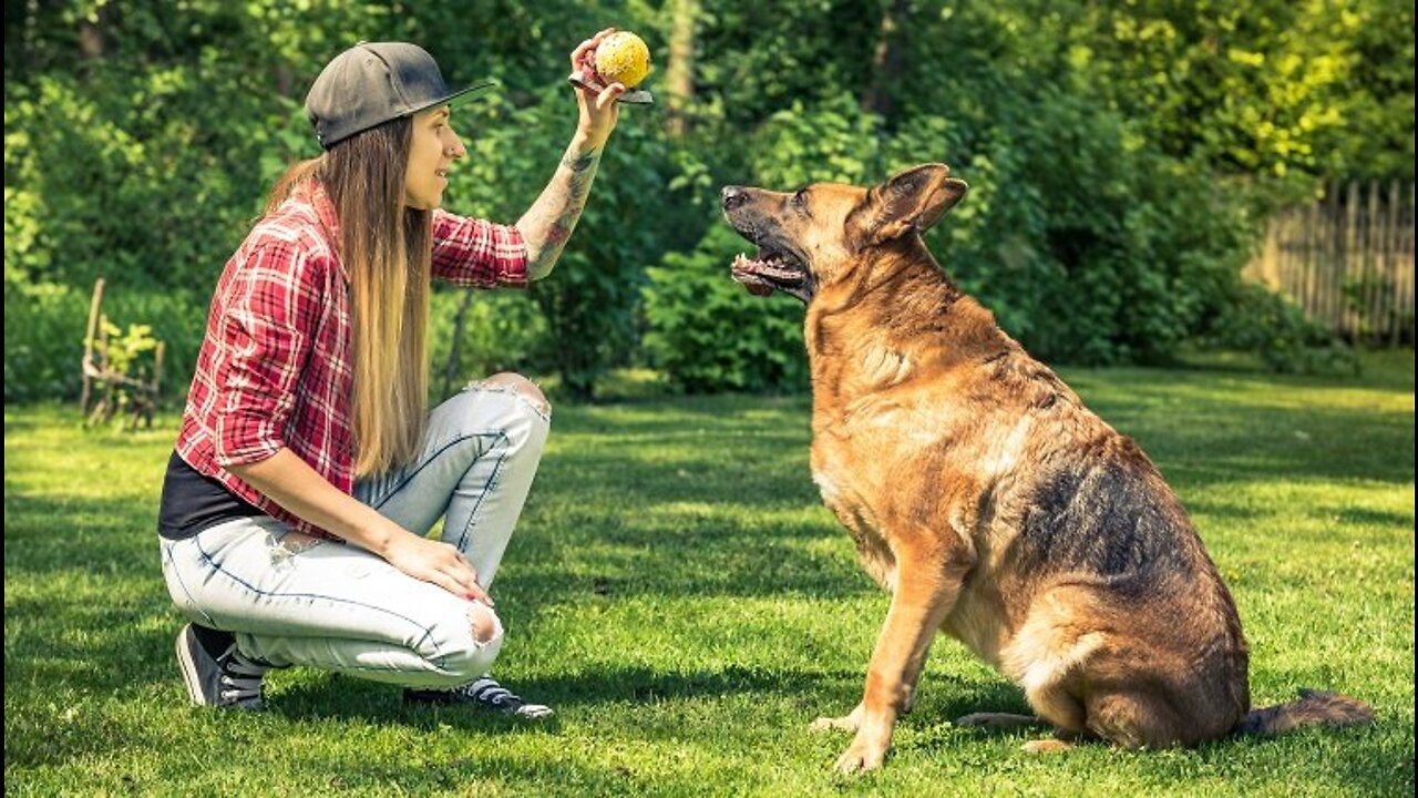 # 5 useful Easy Tricks you can teach your dog at home #