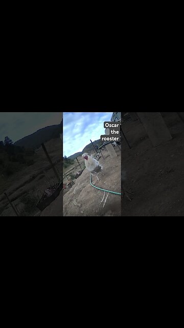 Farm surveillance. Free range chickens with dog in the yard