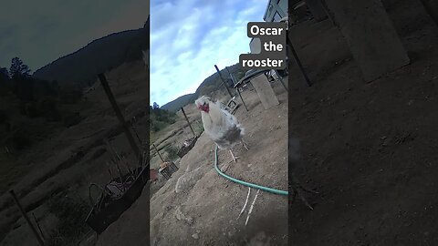 Farm surveillance. Free range chickens with dog in the yard