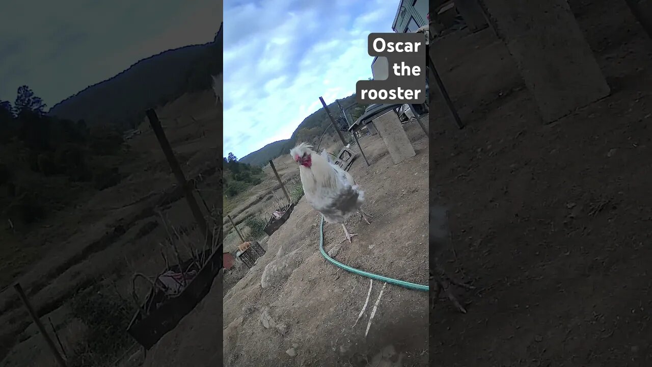 Farm surveillance. Free range chickens with dog in the yard