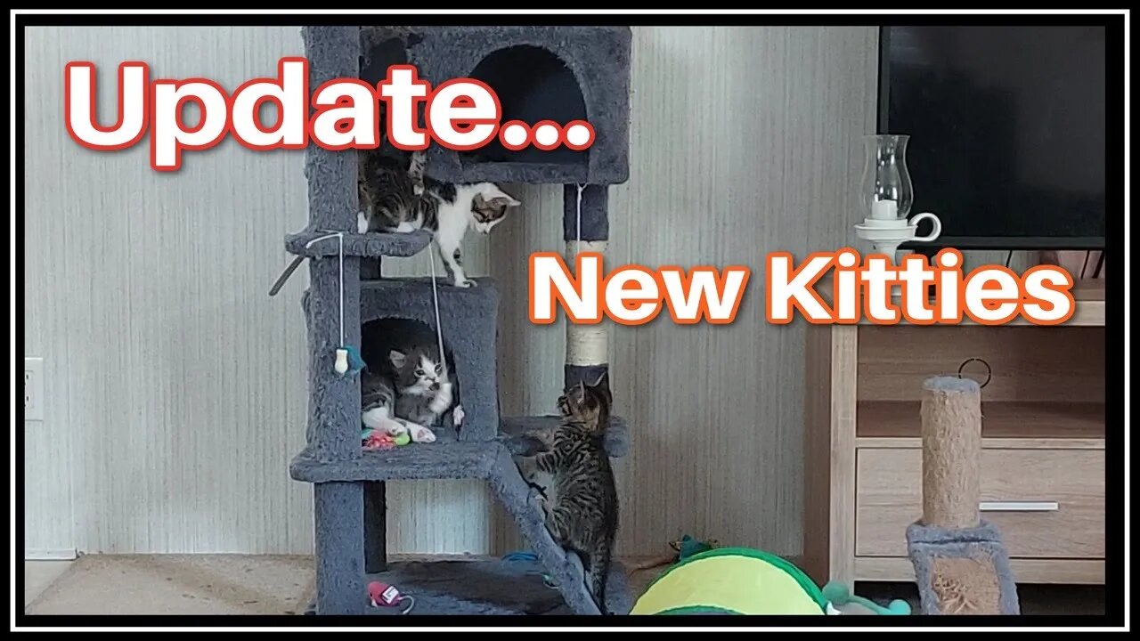 Update: New Kittens! What? Kitty Play Time