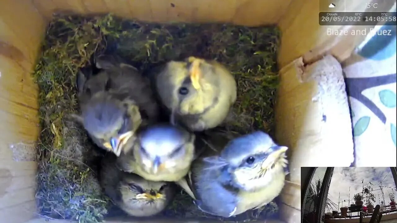 Blue Tit Mother Hits Chick With Her Wing