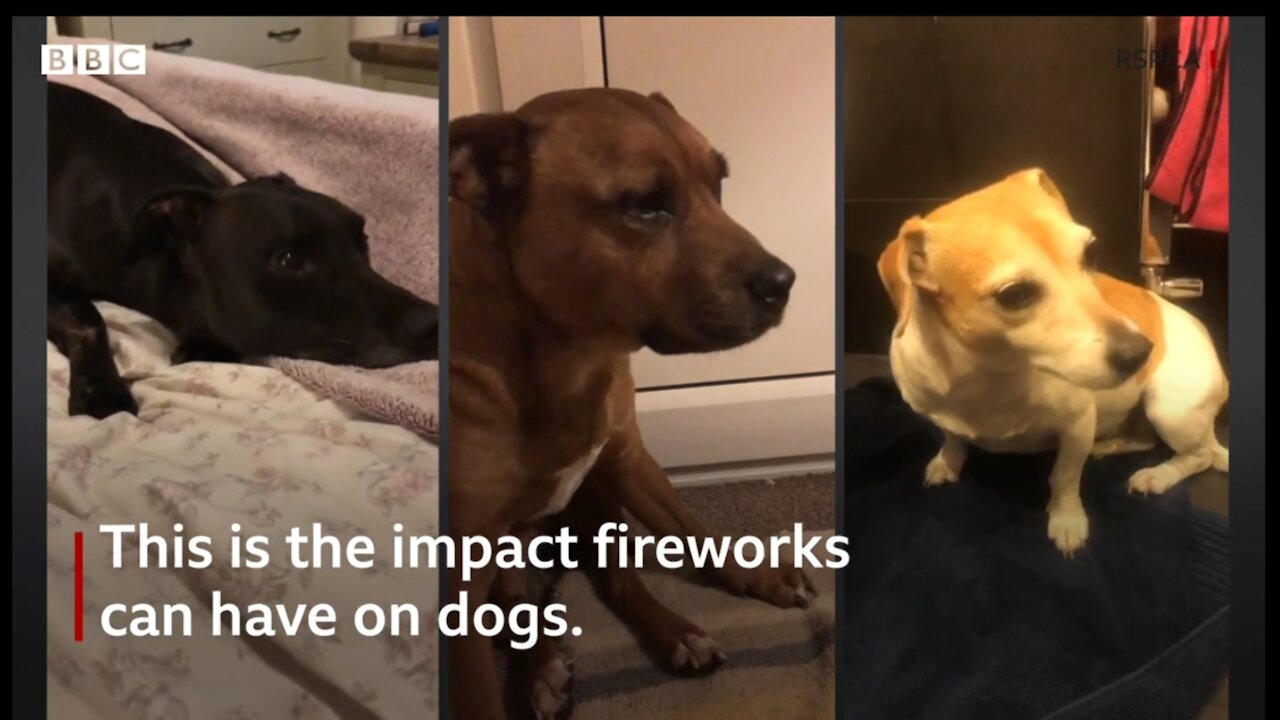 How you can help pets on fireworks night.?