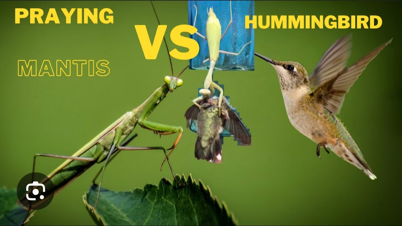 "Stealthy Assassin: Praying Mantis Catches and Kills Bird in Shocking Hunt"