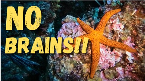 Quick Facts About Starfish