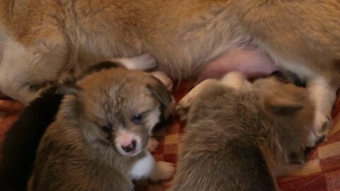 A dog feeding her little ones.