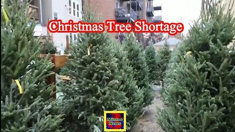 Christmas tree suppliers face shortage as the holiday approaches