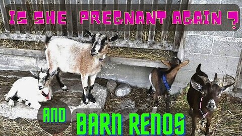 Could She Be Pregnant Again and More Farm Renovations