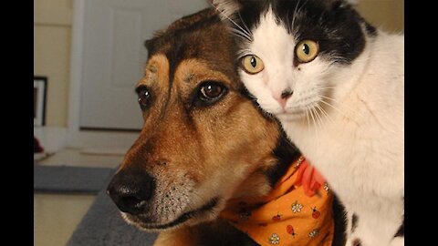 How to train your dog to stay with cat alone | Dog and Cat can be friends too