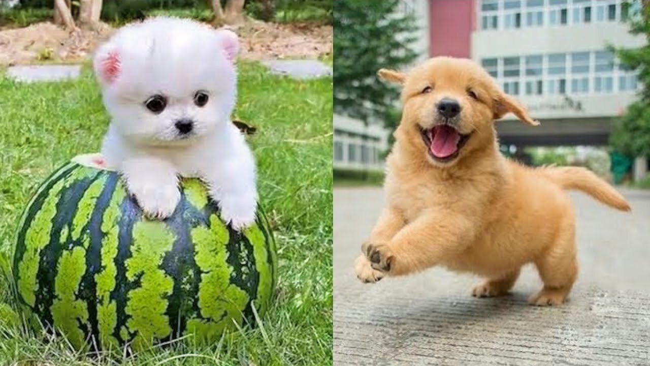 Baby Dogs - Cute and Funny Dog Videos Compilation | Funniest & Cutest Golden Retriever Puppies