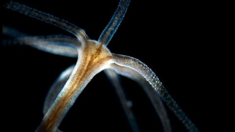 THE GREATEST HORROR AND THE GREATEST GENOCIDE EVER TO TAKE PLACE ON EARTH. HYDRA VULGARIS