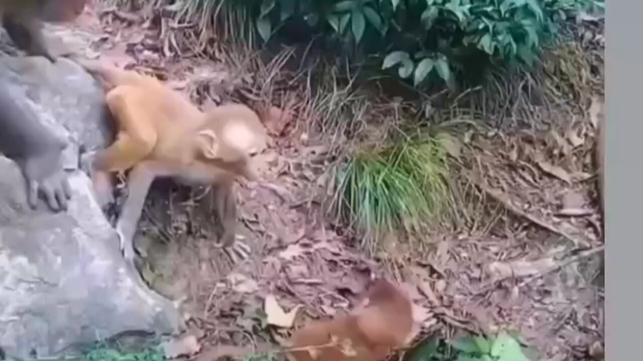 monkey mother's fight among