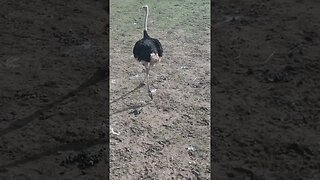 Ostrich running around #shorts #farmanimals