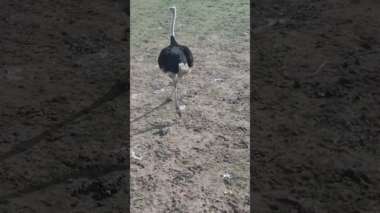 Ostrich running around #shorts #farmanimals