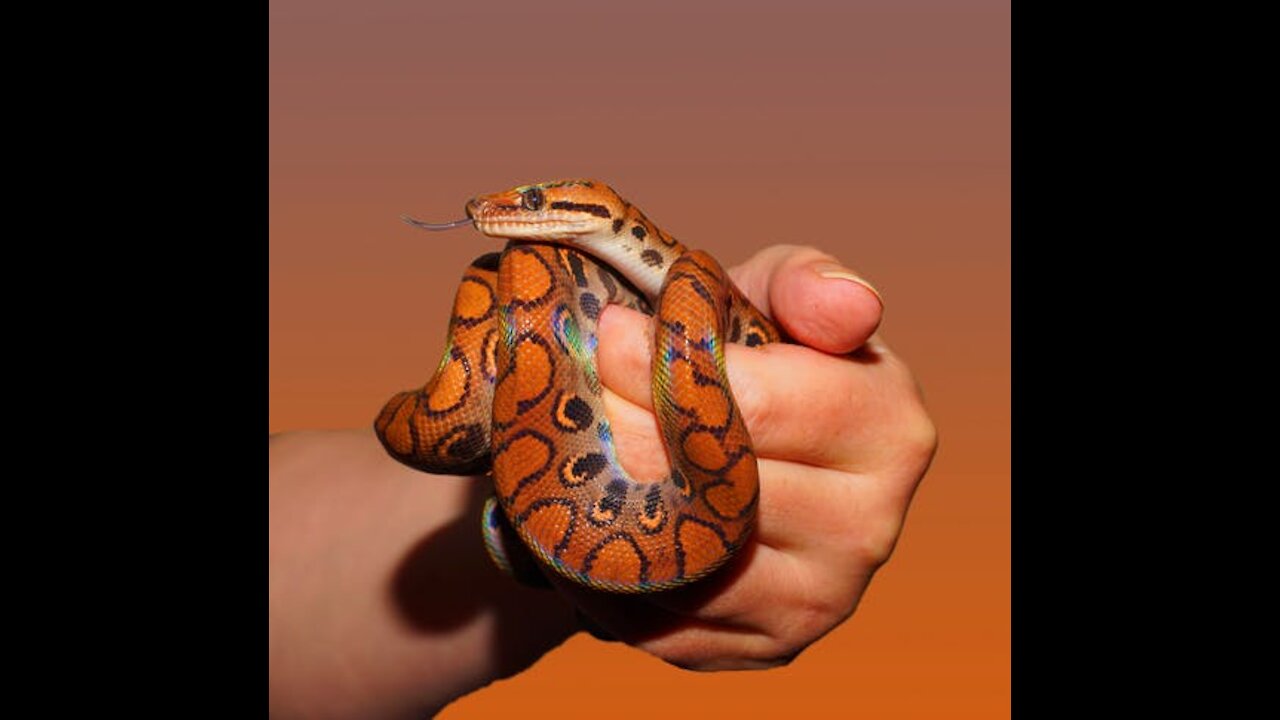 Man moves giant snake to new cage Animals