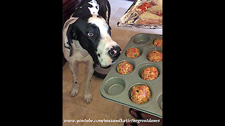 Funny Great Dane Keeps An Eye On Muffin Tin Meatloaf