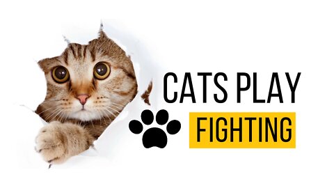 Cats Play Fighting