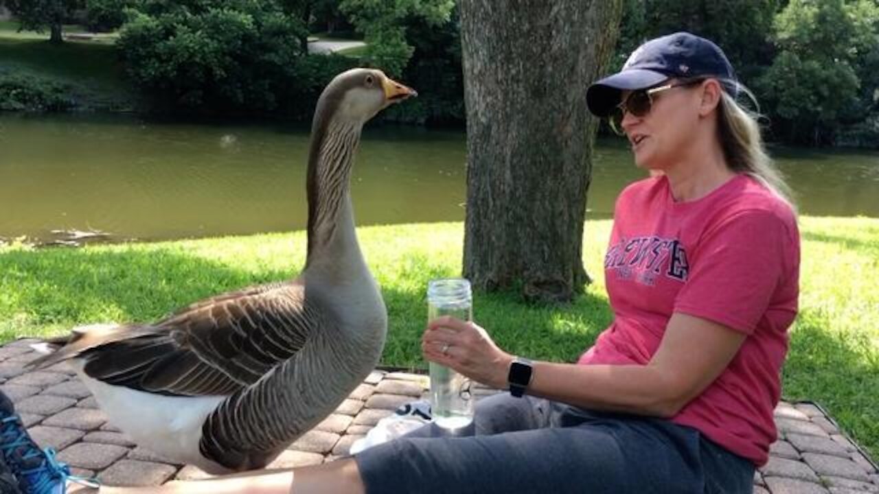 Lonely goose falls in love with woman. Then things get weird.