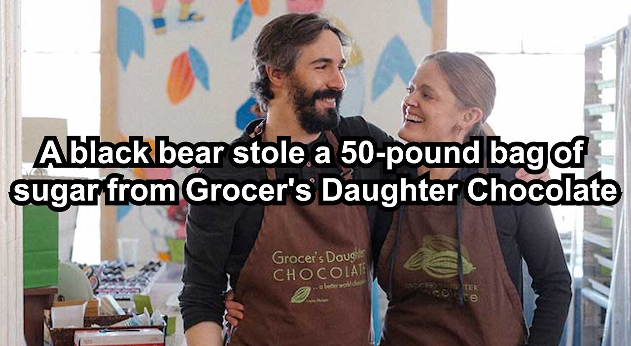 A black bear stole a 50-pound bag of sugar from Grocer's Daughter Chocolate