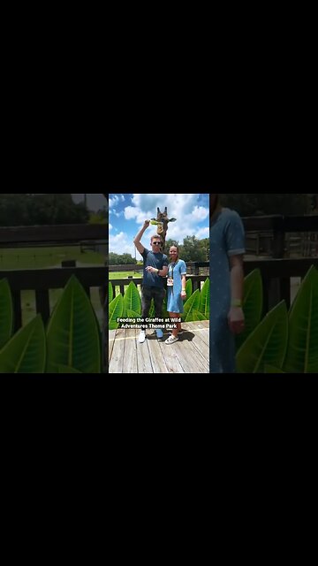 Would you feed this Giraffe?? 🥬🦒🎢 #shorts #wildadventures #themepark