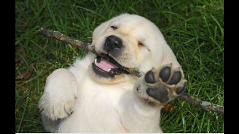 Cute dogs playing with their owners ...