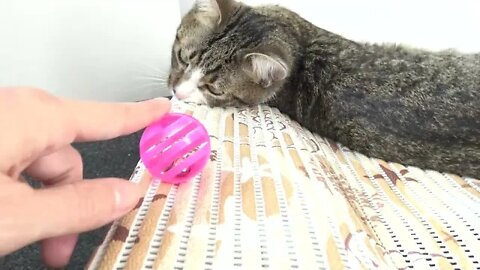 Adorable Kitten Is too Lazy to Play and Falls on His Little Nose