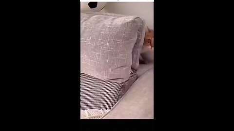 cute cat 😺 is afraid of death