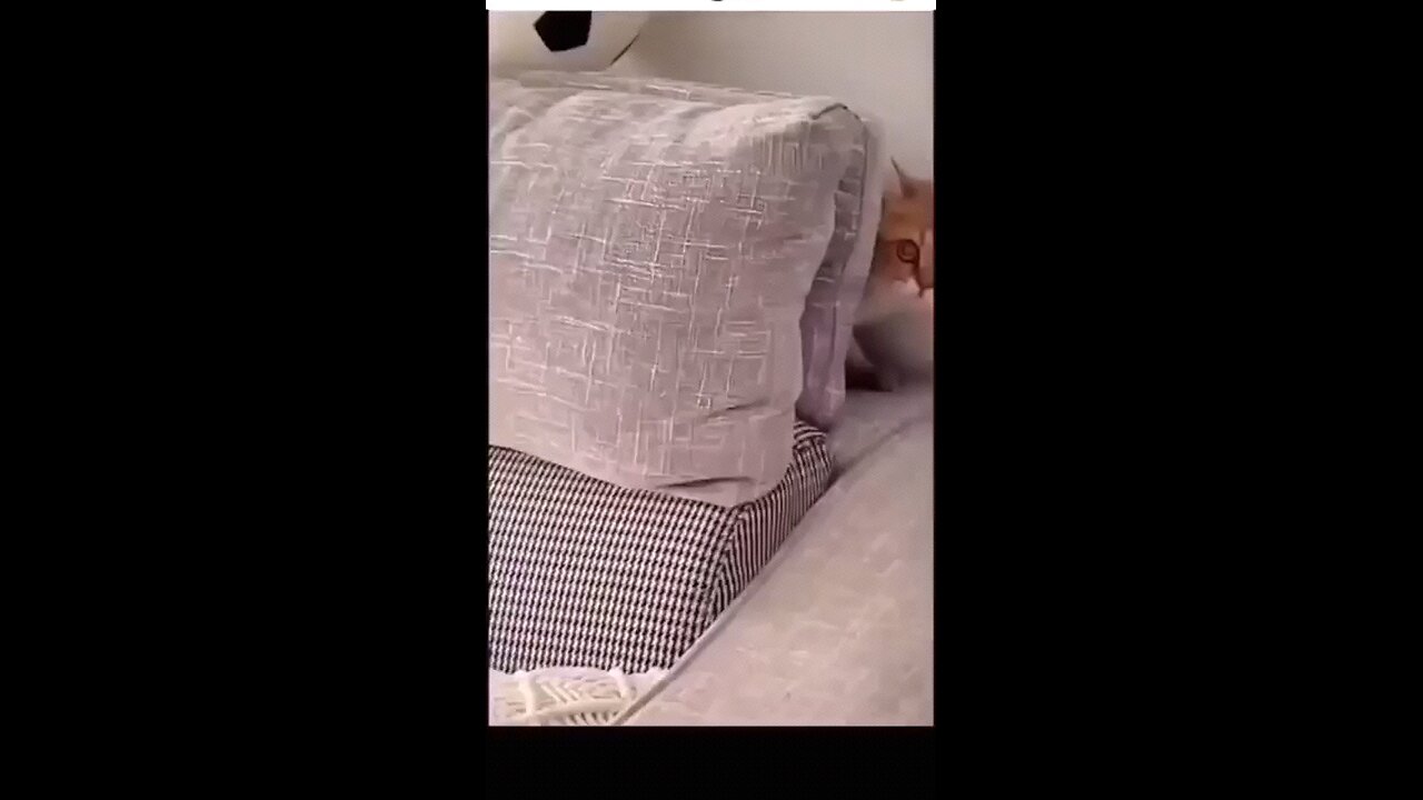 cute cat 😺 is afraid of death