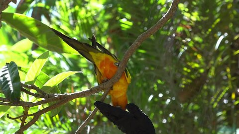 CatTV: Take your Cat to the San Diego Zoo - Yellow Bird