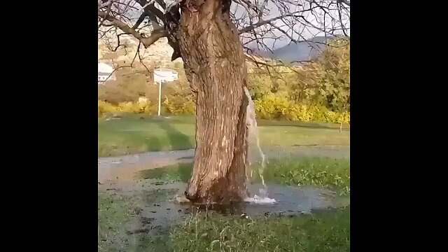 How Amazing is it possible ??? Continue Water Flow from a tree, Everything is possible in Nature