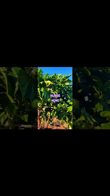 🌳NONI🌳A TRADITIONAL NURSE