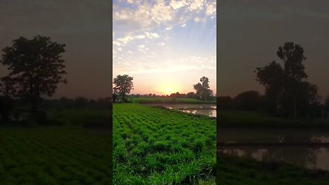 Agriculture farm Beautiful sunset view