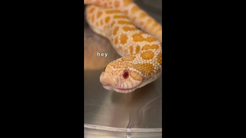 deceptive snake