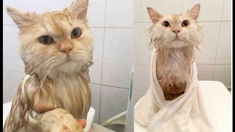 Adorable cat when bathed by master