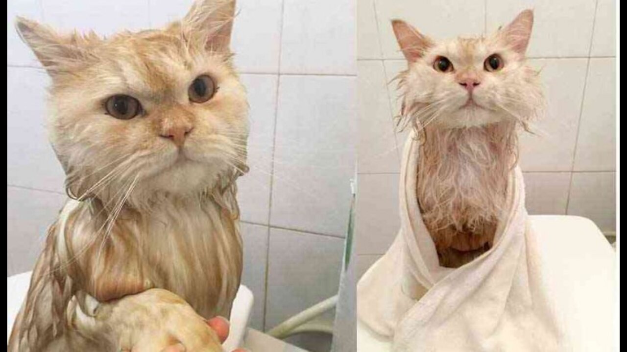 Adorable cat when bathed by master