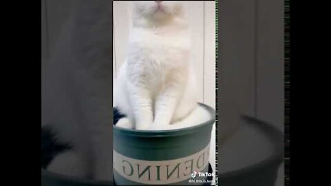 Lovely Cat, black cat, cats, funny cats, funny cat videos - Trust Funny Animals #5