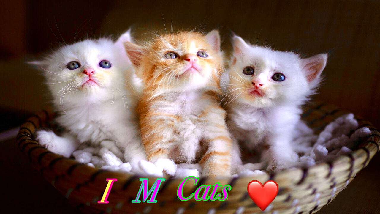 Baby Cats - Cute and Funny Cat Videos | #shortVideo