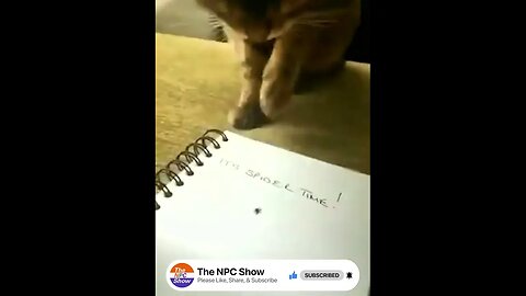 Cat Pounces Spider A Human Just Drew 🟠⚪🟣 NPC Parents