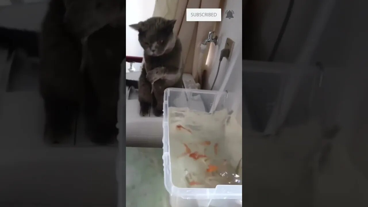 cat trying to fish from the fishing tank