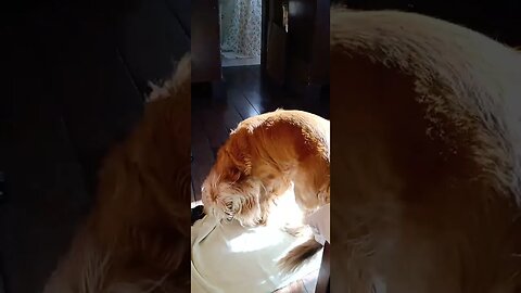 #dogshow