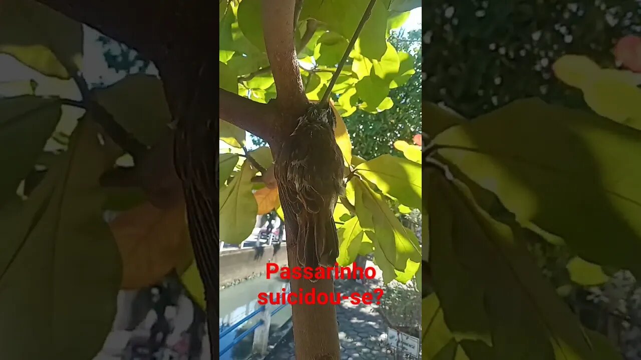 passarinho suicidou-se? #shorts