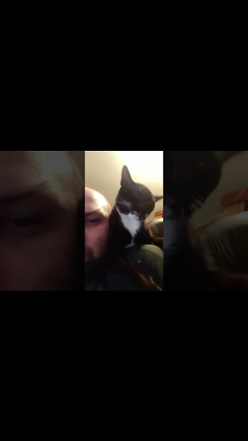 Shoulder Kitty! #shorts #shortsvideo #shortsfeed