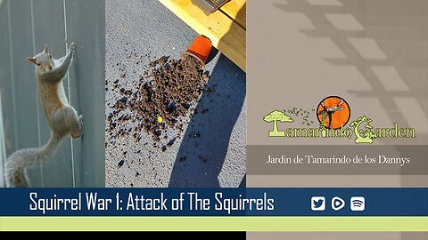 Squirrel War 1: Attack of the Squirrels