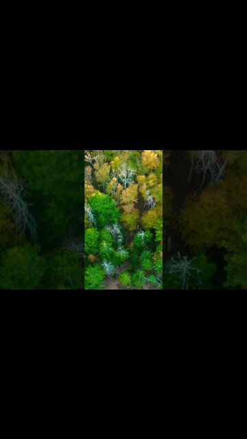 Drone View Fall Leaves Canada