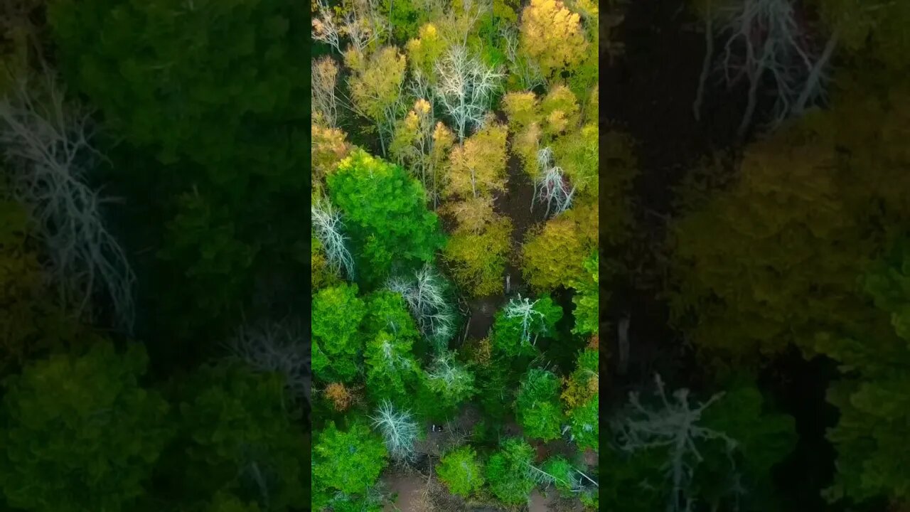 Drone View Fall Leaves Canada